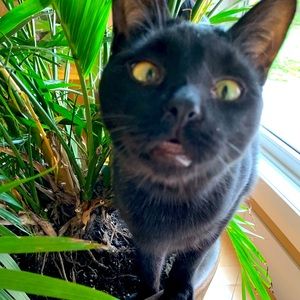 Meet your Posher, Mc